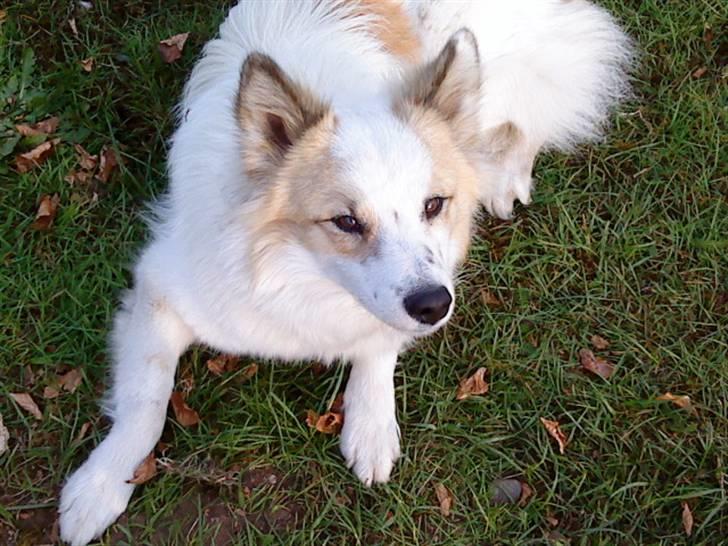 Norrbottenspids Sofus - Jeg er alt for dejlig ! Foto: mig  billede 13