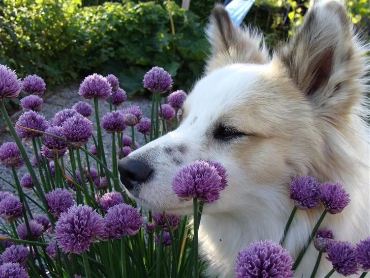 Norrbottenspids Sofus - *snus snus* *FLERE BILLEDER KOMMER* billede 14