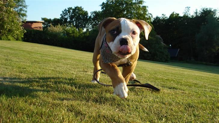 Amerikansk bulldog Amazing Bulldog Rosa billede 16