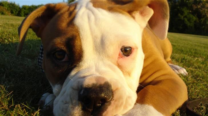 Amerikansk bulldog Amazing Bulldog Rosa - snapshot billede 17