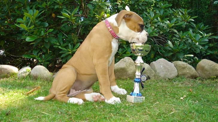 Amerikansk bulldog Amazing Bulldog Rosa - Simply the best 2009. 2. Place 3-6 Month. Bully Female. billede 18