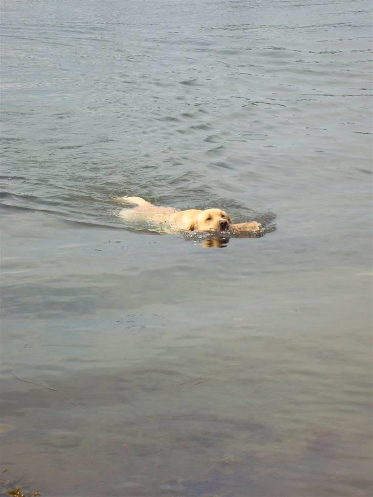 Labrador retriever Taslas Tomboy SÆLGES - Tomboy var med en tur ved stranden :) billede 12