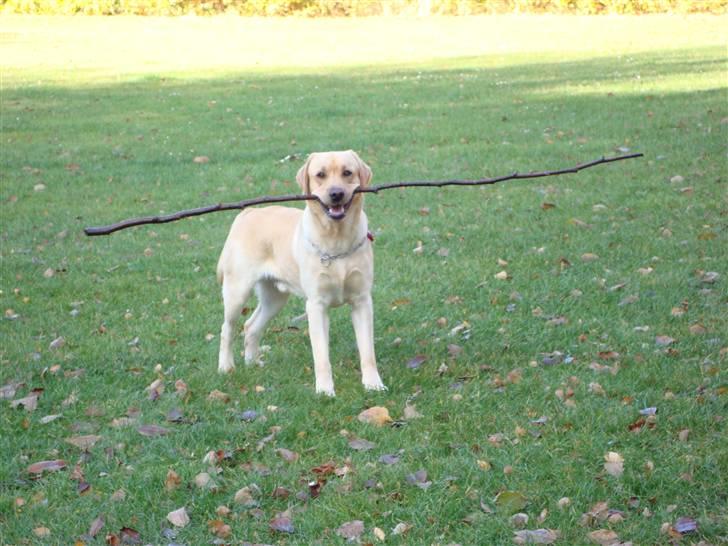 Labrador retriever Taslas Tomboy SÆLGES billede 13