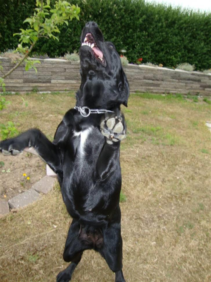 Labrador retriever Shelly billede 11