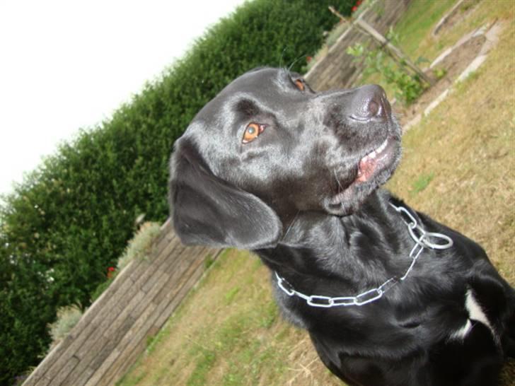 Labrador retriever Shelly billede 12