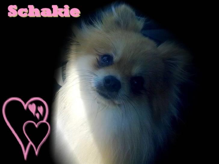 Pomeranian Schakie <3 - Min egen - huh hva siger du mor o:? billede 1