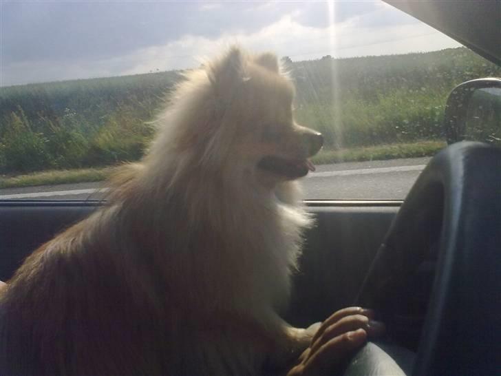 Pomeranian Schakie <3 - Min egen - jeg vil også køre vil jeg :D billede 2