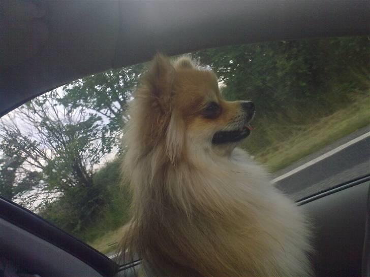 Pomeranian Schakie <3 - Min egen billede 3