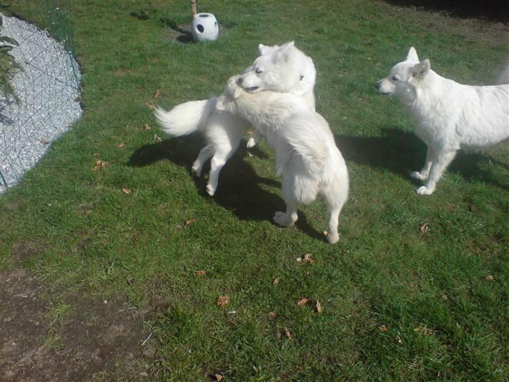 Samojedhund Sascha - sascha med sin hundemor og søster.. billede 15