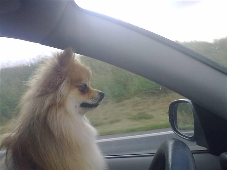 Pomeranian Schakie <3 - Min egen billede 4
