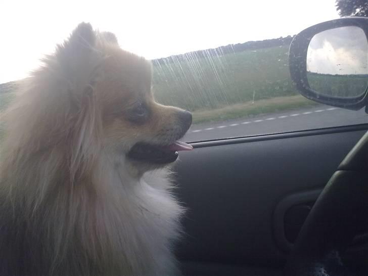Pomeranian Schakie <3 - Min egen billede 5