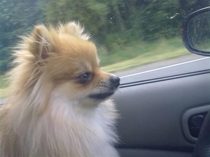 Pomeranian Schakie <3 - Min egen billede 6
