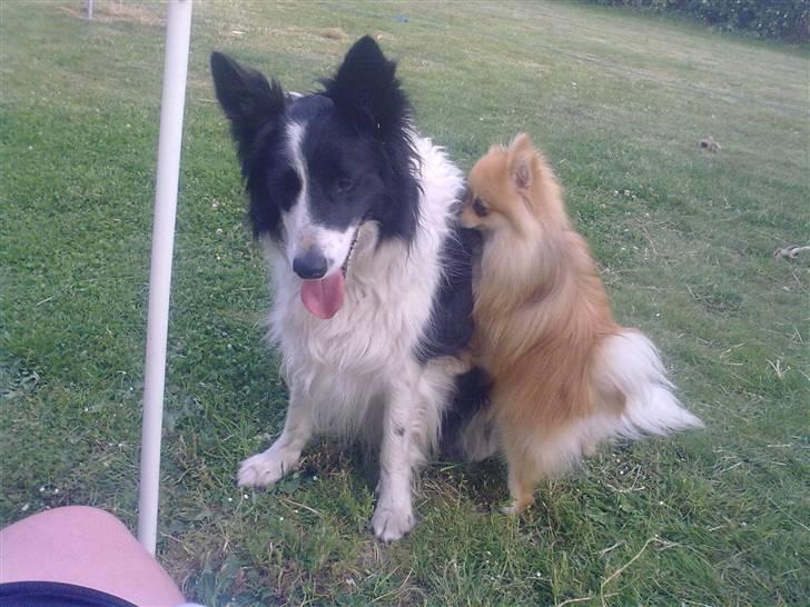 Pomeranian Schakie <3 - Min egen billede 10