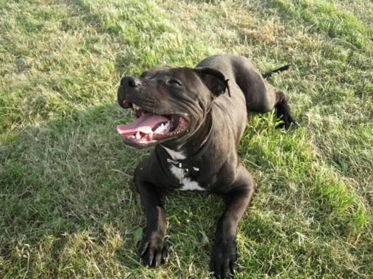 Blanding af racer Amstaff/Staffy - Marley billede 8