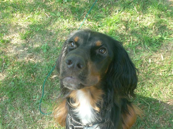 Gordon setter don olsen R.I.P (4/8-09)  billede 1