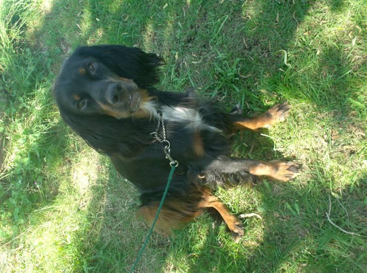 Gordon setter don olsen R.I.P (4/8-09)  billede 3