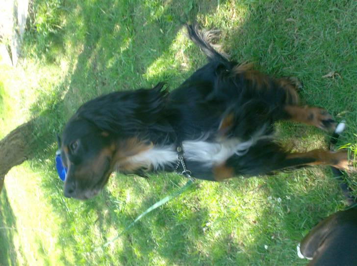 Gordon setter don olsen R.I.P (4/8-09)  billede 4
