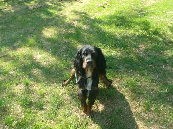 Gordon setter don olsen R.I.P (4/8-09)  billede 5