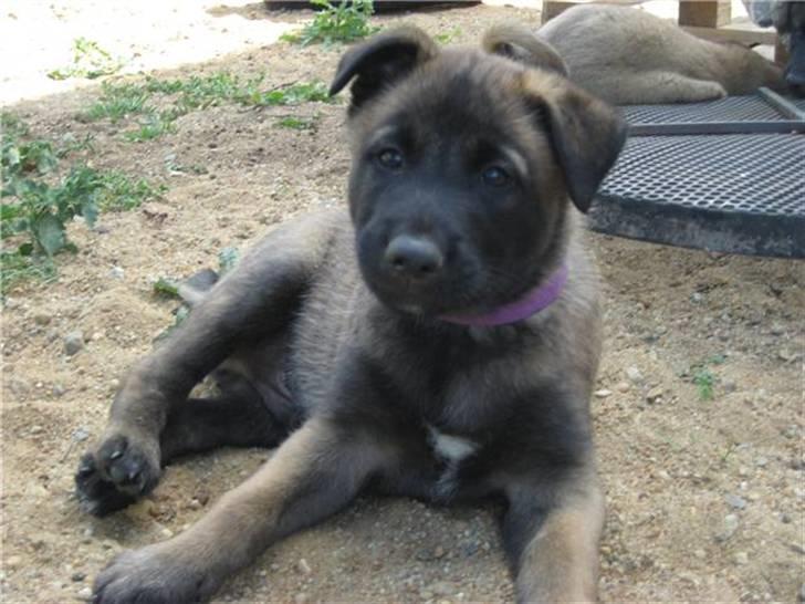 Malinois Aiko billede 1