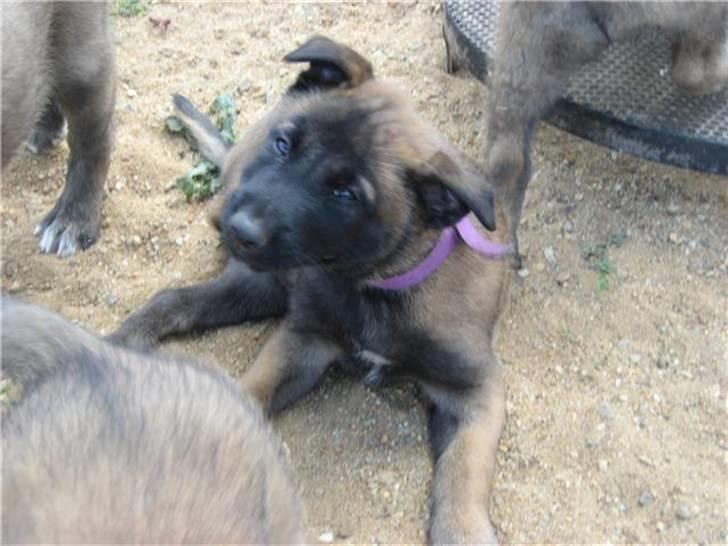 Malinois Aiko billede 2