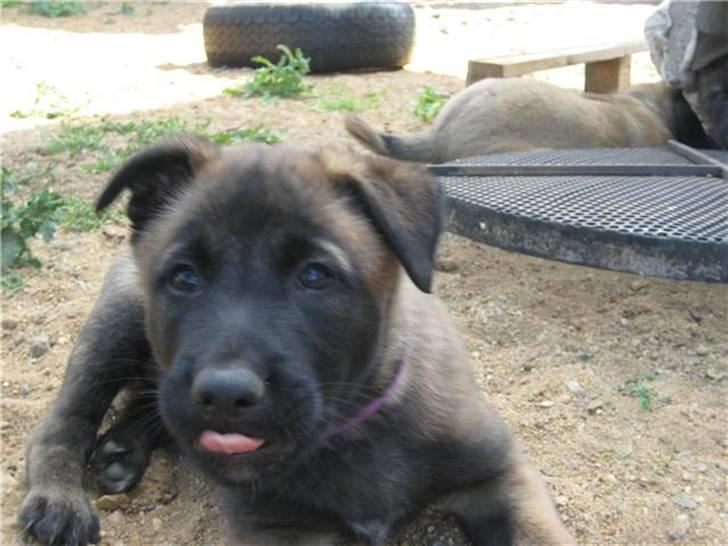 Malinois Aiko billede 3