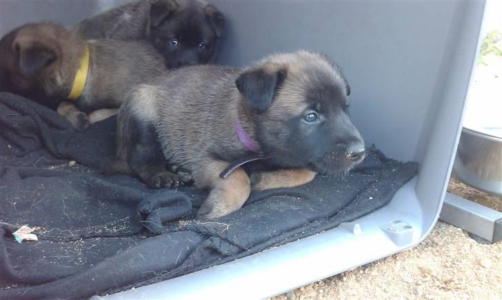 Malinois Aiko billede 4