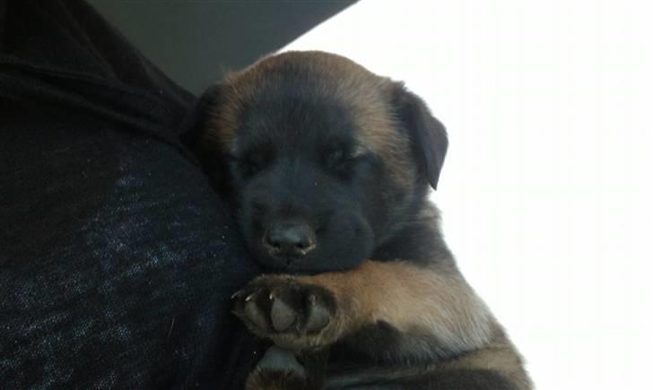 Malinois Aiko billede 5