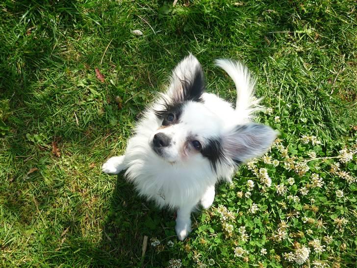 Papillon Joker - Velkommen til Rottevampyren Jokers profil ^^ billede 1