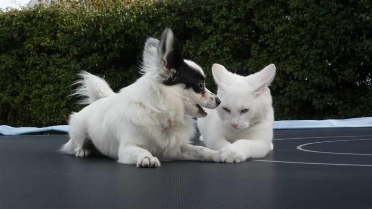 Papillon Joker - "Jeg tror det er meningen, at vi skal gøre noget der ser sjovt ud?..." billede 2