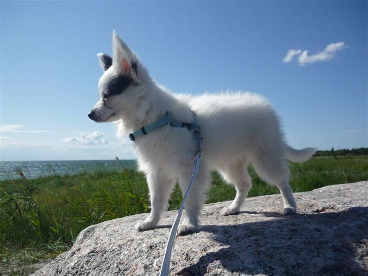Papillon Joker - Joker nyder at være på stranden ^^ billede 3