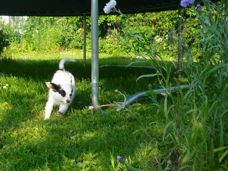 Papillon Joker - "HA! Nu slår jeg alle de dér plettede kattes hurtighedsrekorder! X3"  billede 4