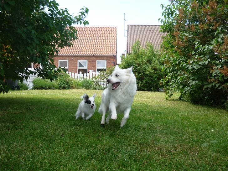 Papillon Joker - "Iiih! Gi´ mig nu den pind, Moster Sif!! x(" billede 5