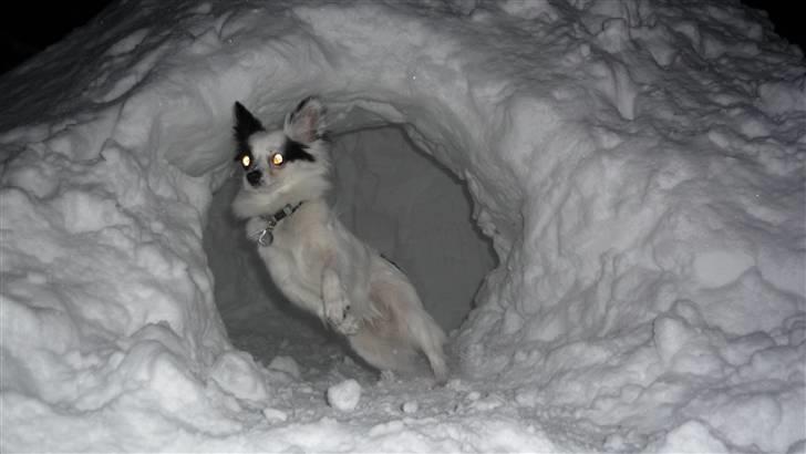 Papillon Joker - "YAY!! Jeg er en farlig sne-rotte-vampyr!!!!" >X3 billede 6