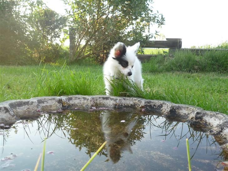 Papillon Joker - Joker poserer ved fuglebadet... billede 7