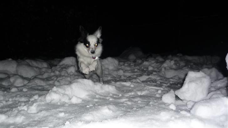 Papillon Joker - "yay, SNE!" billede 8