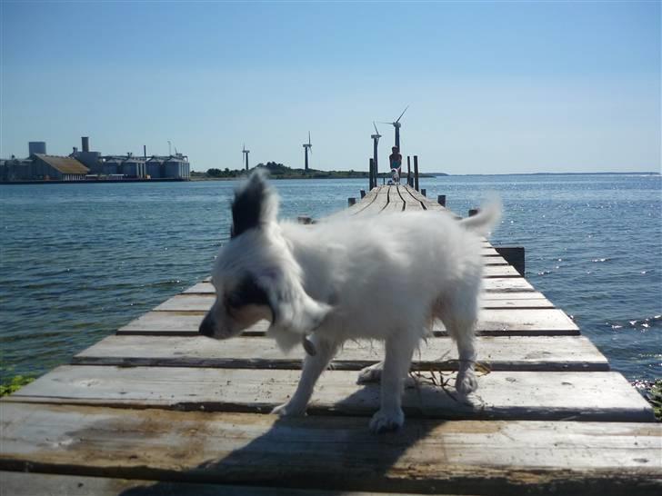 Papillon Joker - "UHA! det er vådt! Jeg må hellere ryste mig, også selvom kameraet bliver vådt! X3" billede 9