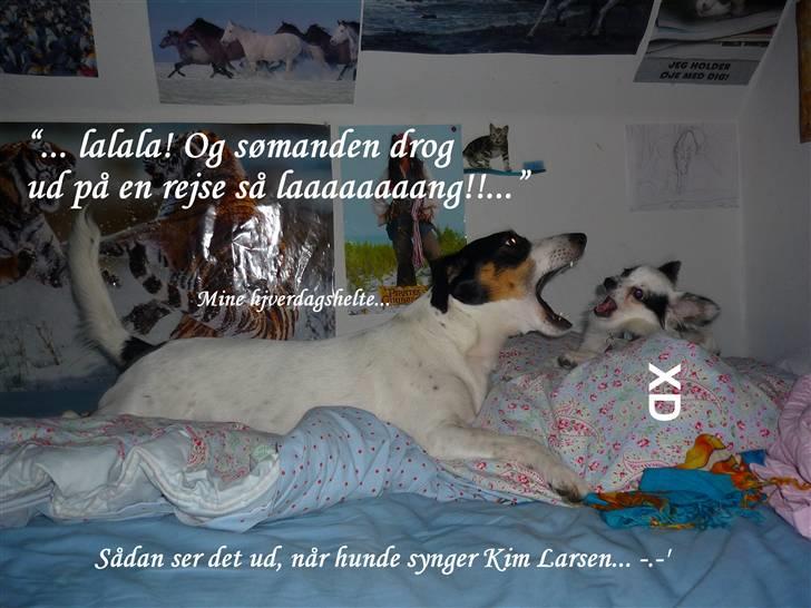 Papillon Joker - Haha, der er et "J" for meget XD ~ hjverdagshelte  billede 10