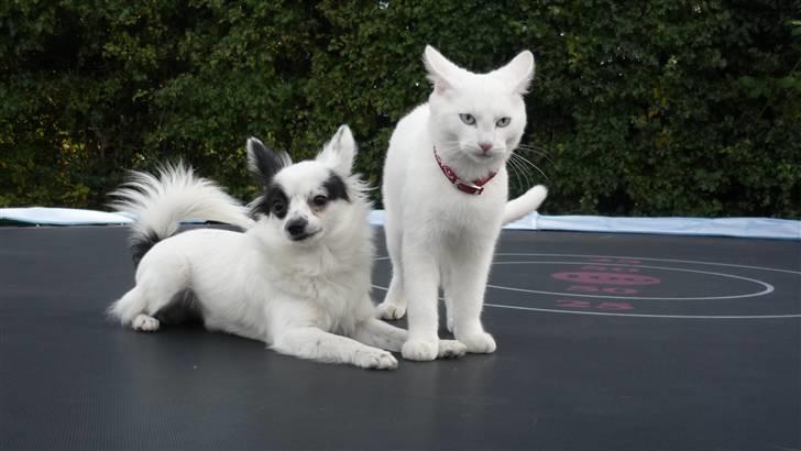 Papillon Joker - ::: billede 11