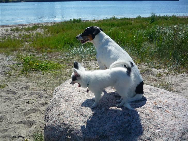 Papillon Joker - "ØV! Det er altså kedeligt, at stå på den her sten, Sofie!" billede 12