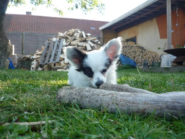 Papillon Joker - "Seeee, hvor farlig og frygtindgydende jeg er! X3" billede 13