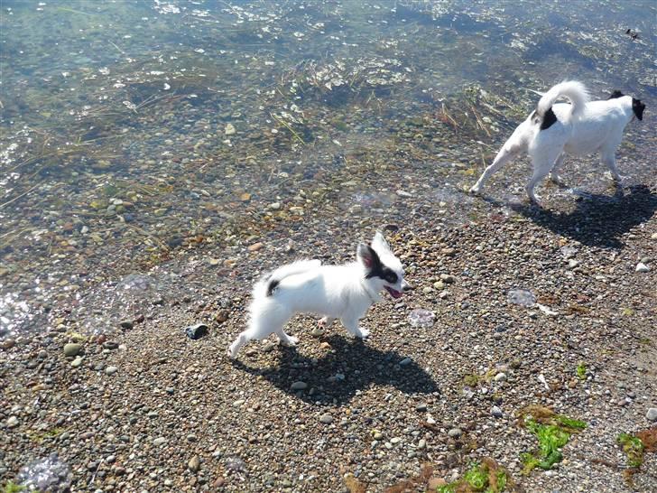 Papillon Joker - "Kom med denne vej, Sofie!" billede 14