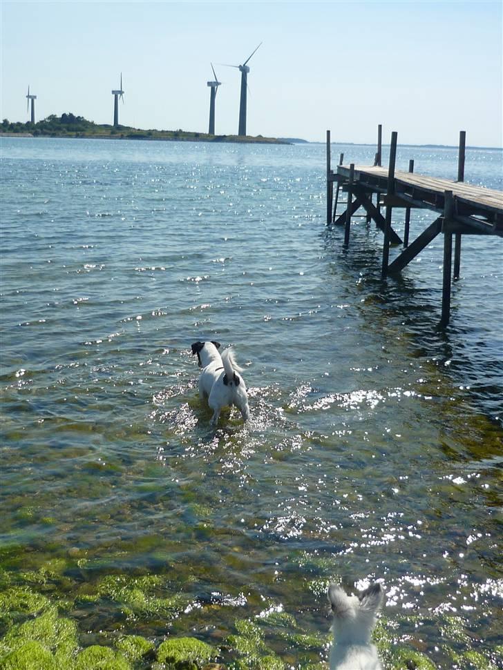 Papillon Joker - "Storebror er ude, at undersøge det spændende der er ude i vandet... Iih, hvor er han modig!" billede 15