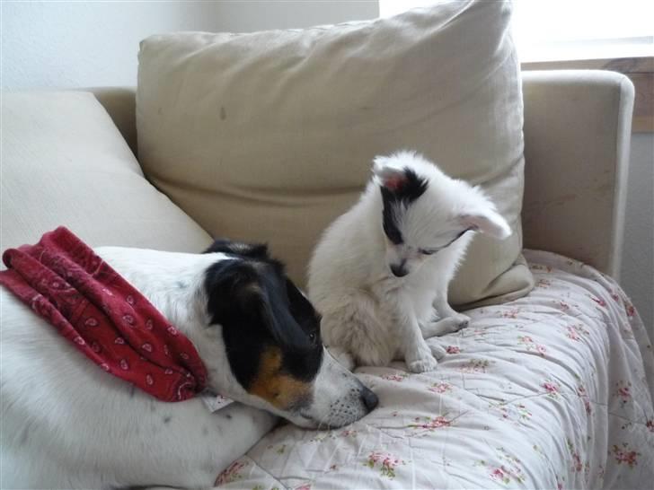 Papillon Joker - "Er der noget galt, Storebror?" billede 16