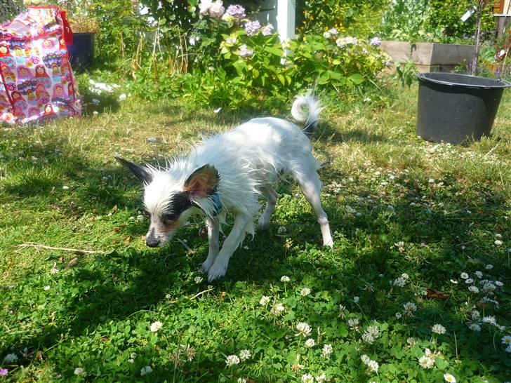 Papillon Joker - "Hold op med at grine, Sofie! Hvis du synes jeg er grim, så prøv lige, at se dig selv!" XD billede 17