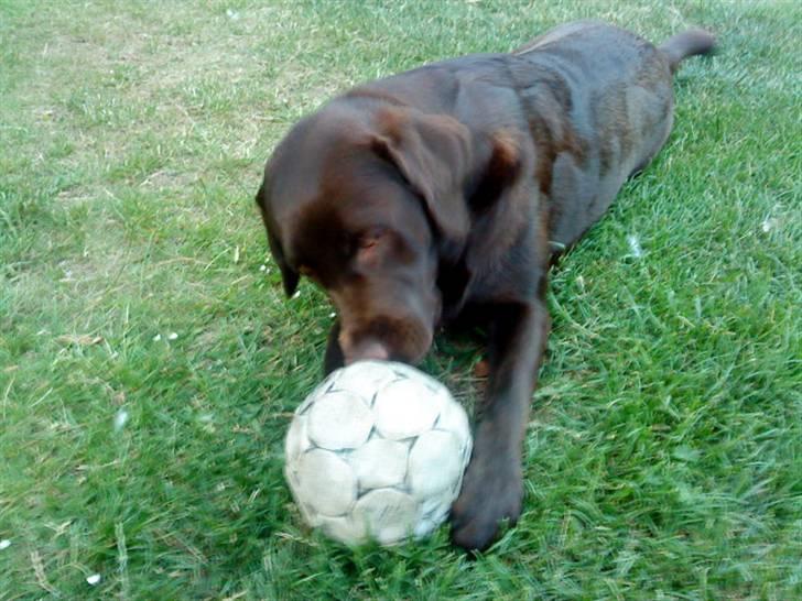 Labrador retriever Nelly - Bolden dufter godt (: billede 2