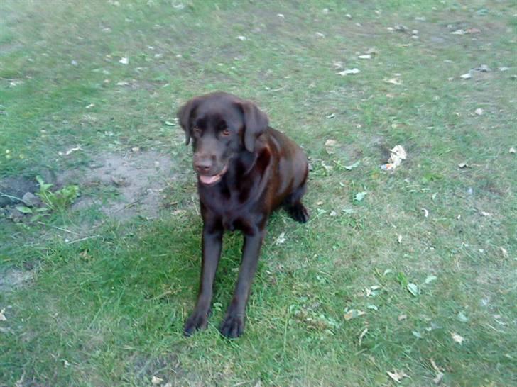 Labrador retriever Nelly - En lille fin model (: billede 3