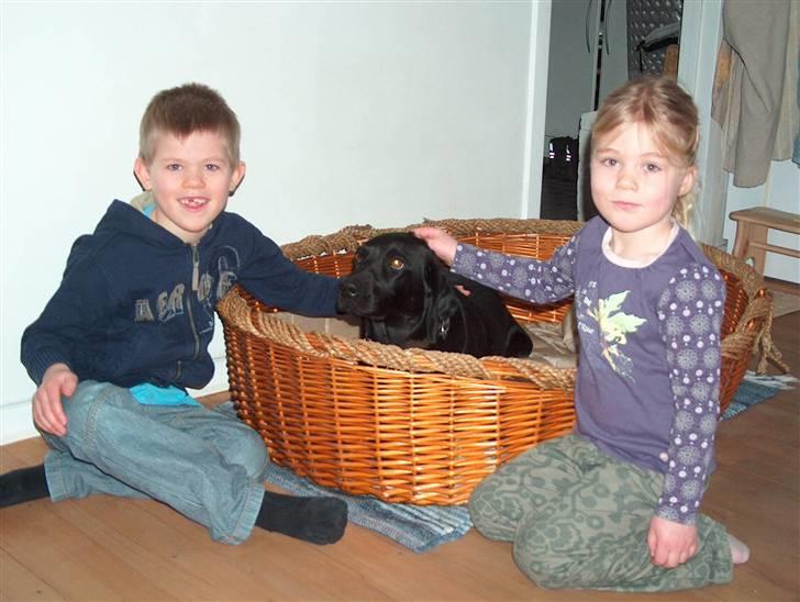 Labrador retriever Tilde - Min nevø magnus og Niece kirstine marie og tilde.. :D billede 15