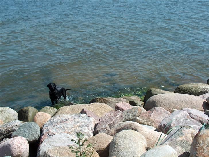 Labrador retriever Tilde - Ude og bade.. :D billede 16