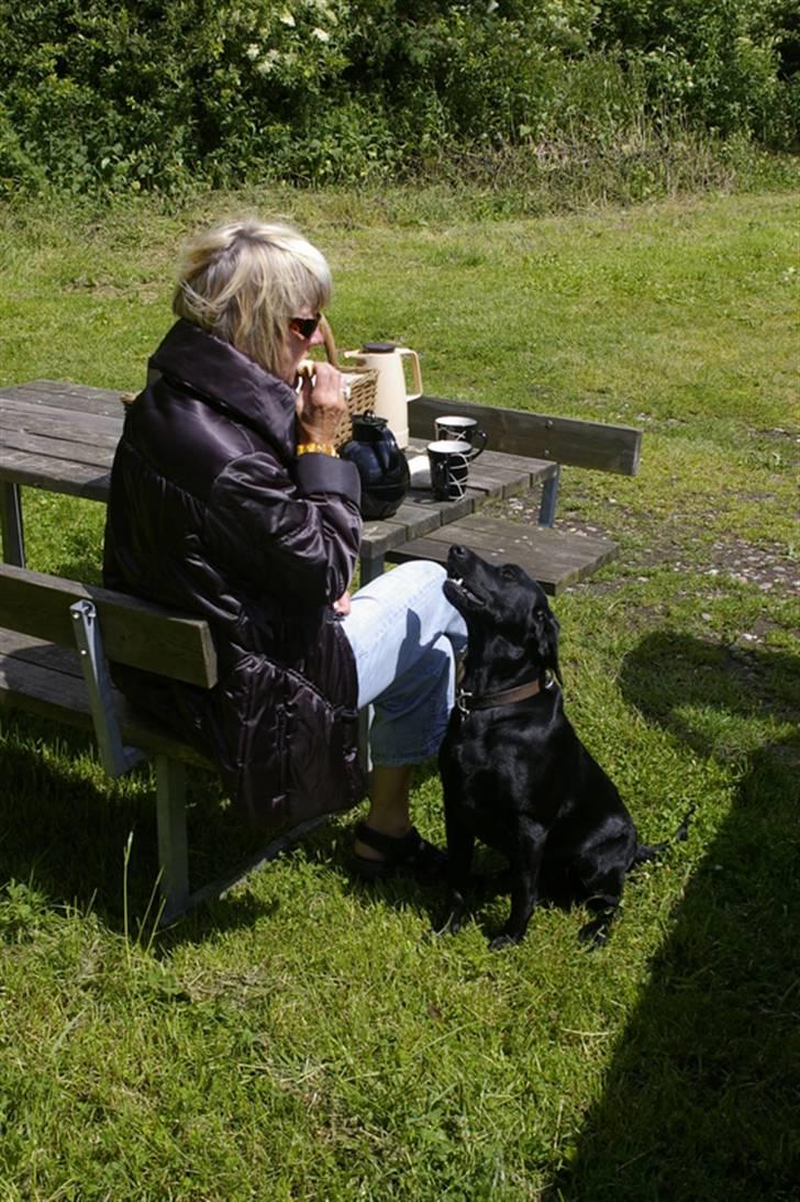 Labrador retriever Tilde - Min mor og tilde.. :D billede 17