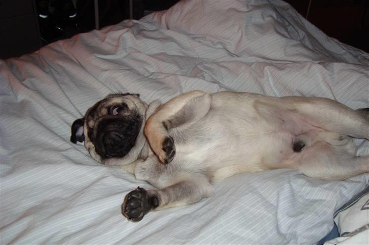 Mops Arnold billede 16